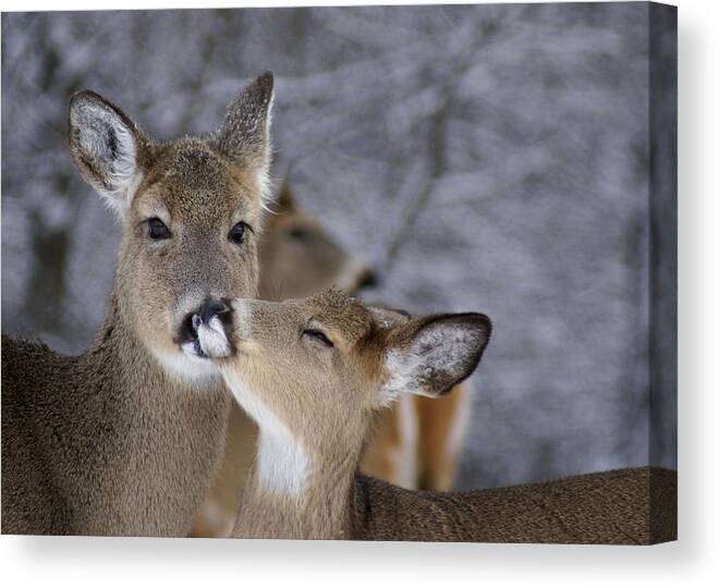 White Tail Deer Canvas Print featuring the photograph Doe and Fawn by Larry Bohlin