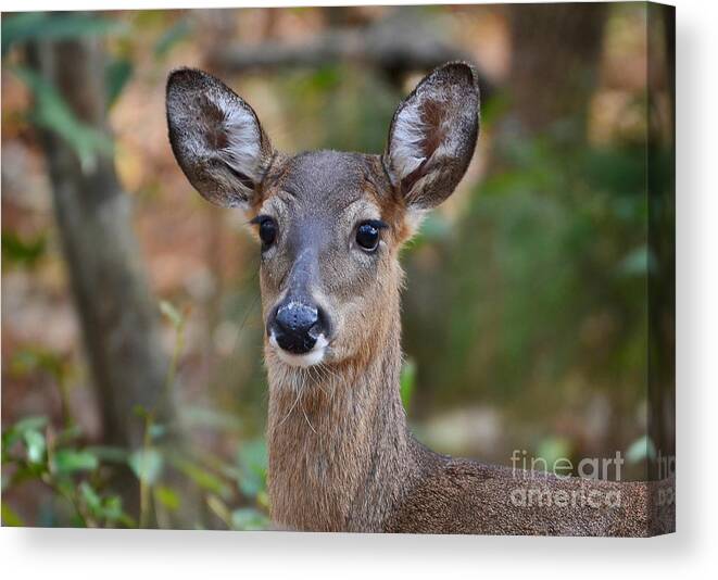 Deer Canvas Print featuring the photograph Doe Portrait by Kathy Baccari