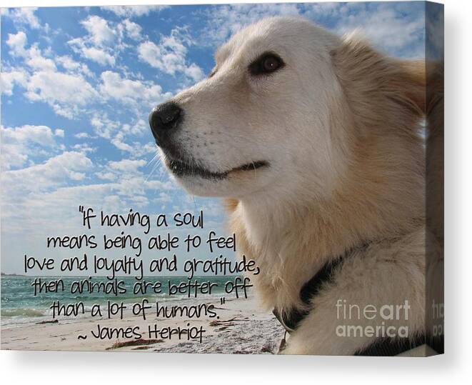 Dog Canvas Print featuring the photograph Doggie Soul by Peggy Hughes