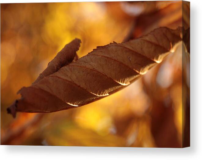 Autumn Canvas Print featuring the photograph Doing The Twist by Connie Handscomb