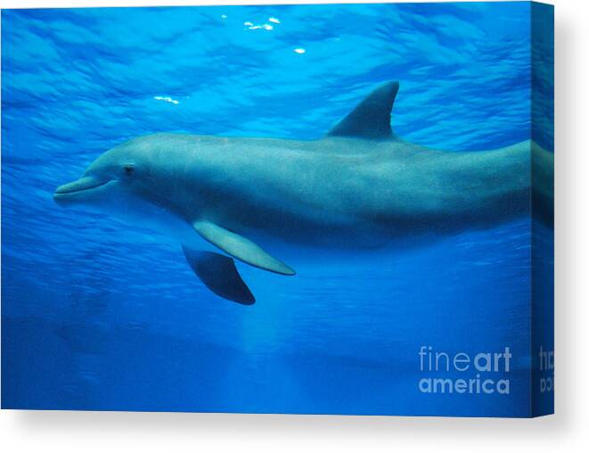 Dolphin Canvas Print featuring the photograph Dolphin Underwater by DejaVu Designs