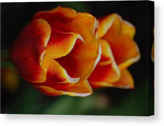 Tulip Canvas Print featuring the photograph Double Vision by Kathy Paynter