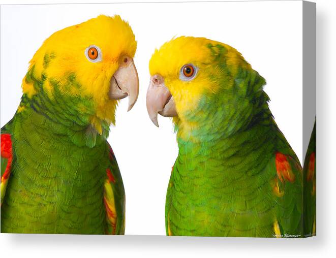 Amazon Canvas Print featuring the photograph Double Yellow-headed Amazon Pair Portrait by Avian Resources