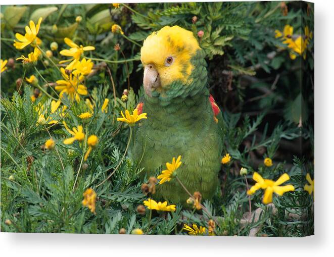 Amazon Parrot Canvas Print featuring the photograph Double Yellow Headed Parrot by Craig K. Lorenz