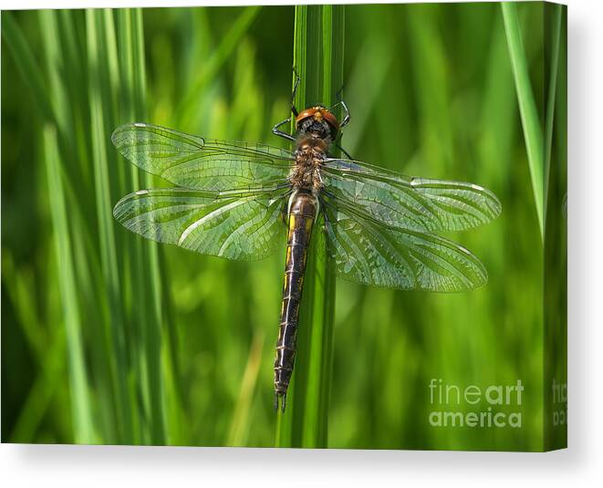 Dragonfly Canvas Print featuring the photograph Dragonfly on Grass by Sharon Talson