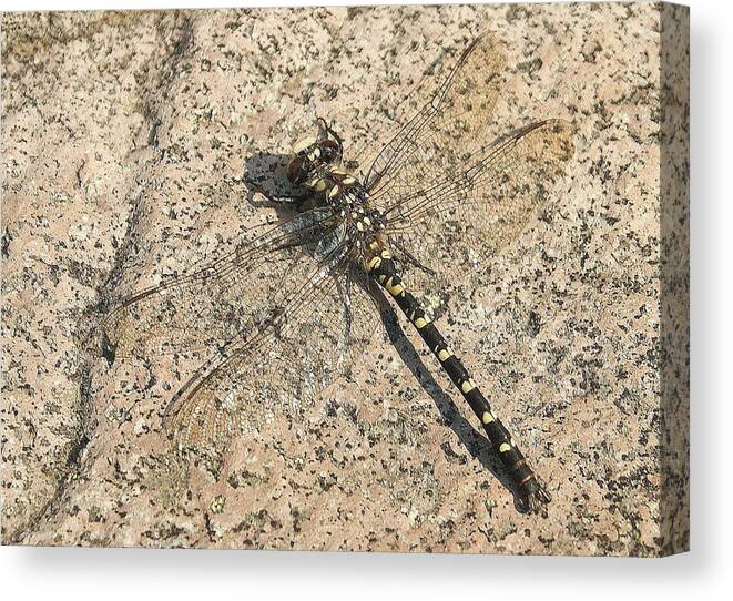 Dragonfly Canvas Print featuring the photograph Dragonfly on the rocks by Beth Collins