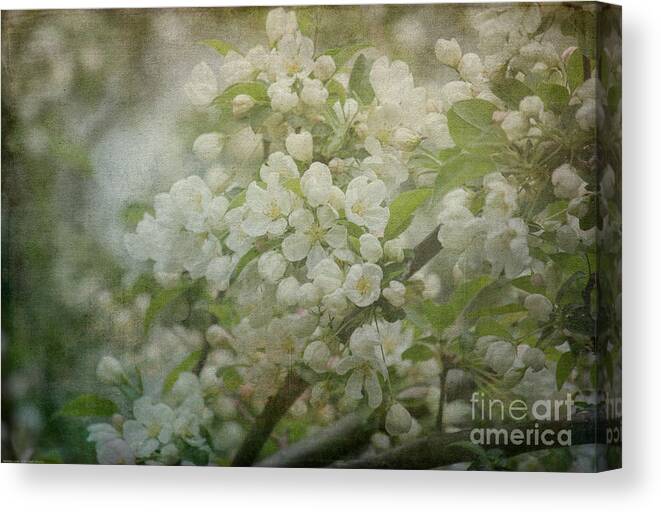 Blossom Canvas Print featuring the photograph Dream Of Spring by Arlene Carmel
