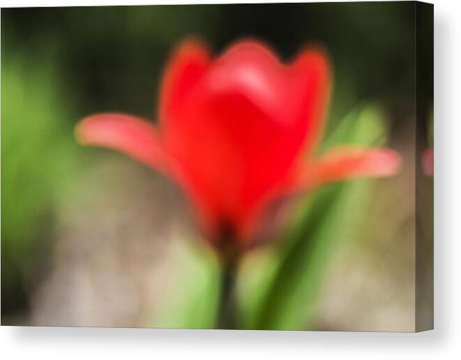 Color Canvas Print featuring the photograph Dreamy red tulip by Arkady Kunysz