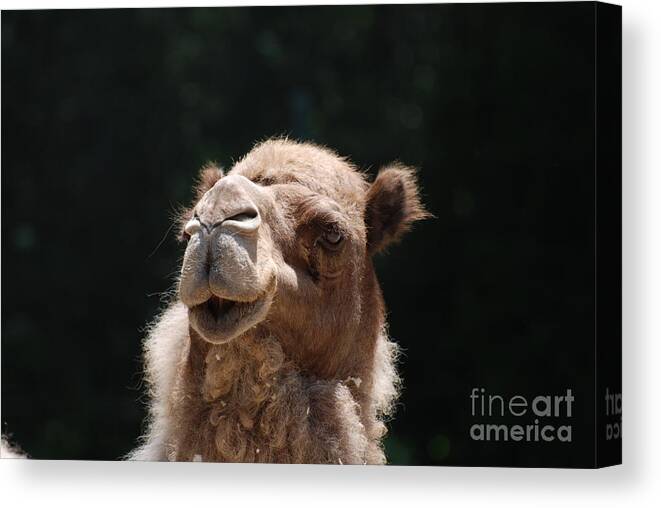 Camel Canvas Print featuring the photograph Dromedary Camel Face by DejaVu Designs