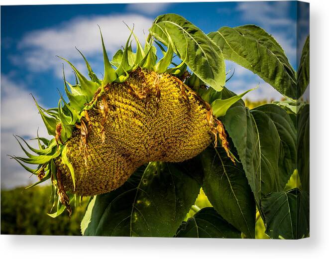 Sunflower Canvas Print featuring the photograph Drooping Sunflower by Chuck De La Rosa