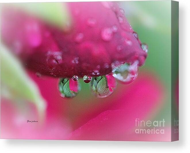 Roses Canvas Print featuring the photograph Droplets on the Rose by Yumi Johnson