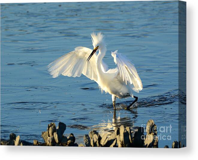 Egret Canvas Print featuring the photograph Dusk In The Salt Marsh by Kathy Baccari