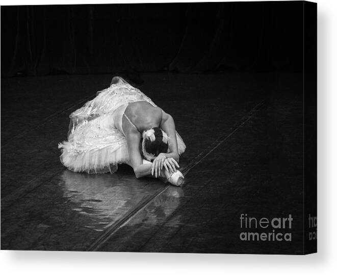 Clare Bambers Canvas Print featuring the photograph Dying Swan 4. by Clare Bambers