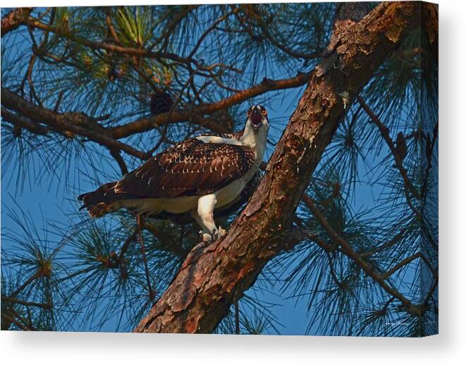 Bird Canvas Print featuring the photograph Osprey 005 by George Bostian