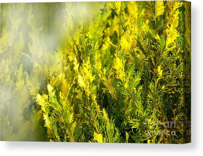 Early Morning Fog Canvas Print featuring the photograph Early morning fog by Lena Wilhite