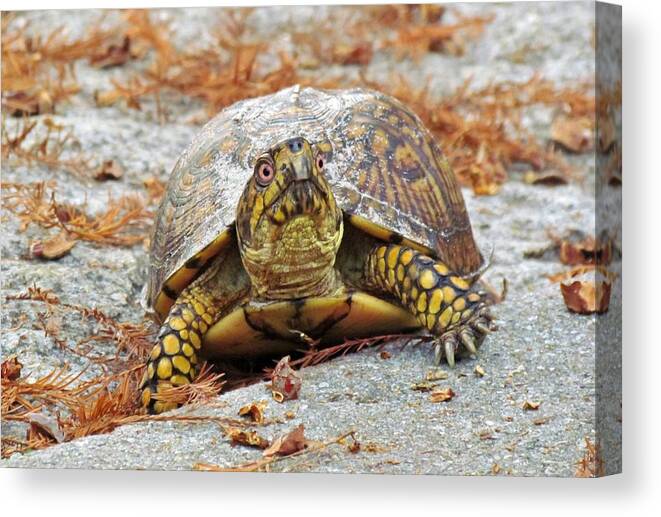 Box Turtle Canvas Print featuring the photograph Eastern Box Turtle by Cynthia Guinn