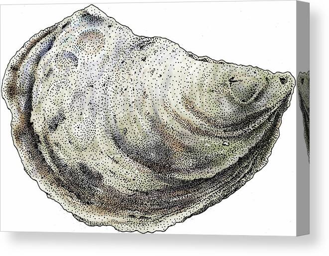 Eastern Oyster Canvas Print featuring the photograph Eastern Oyster by Roger Hall