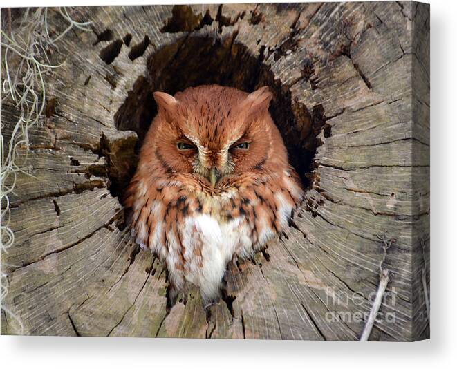 Owl Canvas Print featuring the photograph Eastern Screech Owl by Kathy Baccari