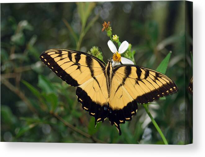 Photograph Canvas Print featuring the photograph Eastern Tiger Swallowtail by Larah McElroy