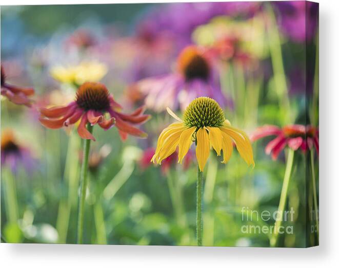 Echinacea Canvas Print featuring the photograph Echinacea Cheyenne Spirit by Tim Gainey