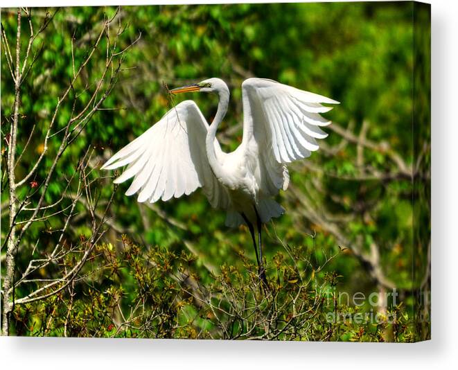 Egret Canvas Print featuring the photograph Egret In Evenings Light by Kathy Baccari