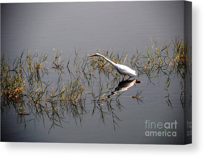 India Canvas Print featuring the photograph Egret on Udaipur Lake by Jacqueline M Lewis