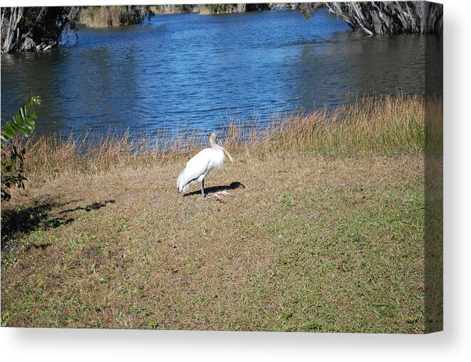 Tired Feet Canvas Print featuring the photograph Egret by Robert Floyd