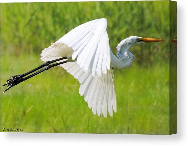Egret Canvas Print featuring the photograph Egret takes flight by Dan Williams