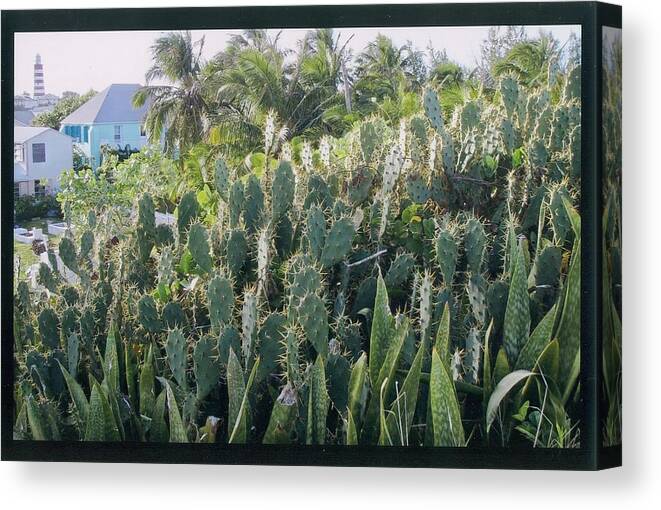 Elbow Cay Canvas Print featuring the photograph Elbow Cay Cactus by Robert Nickologianis