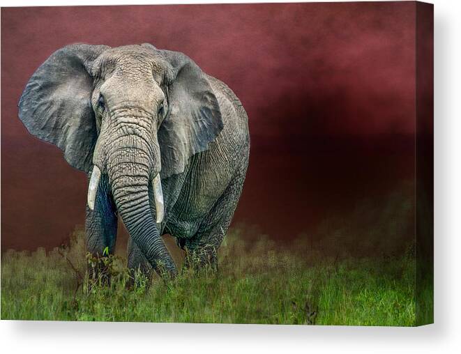 Elephant Canvas Print featuring the photograph Elephant in the Grass by Peggy Blackwell