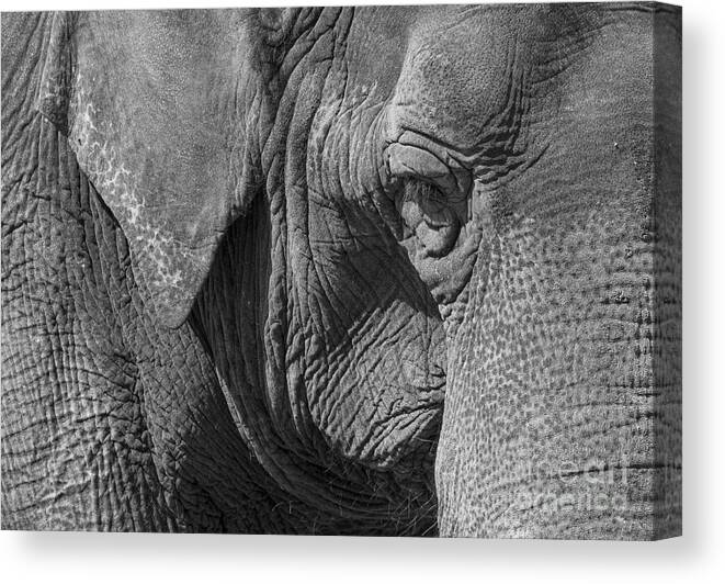Washington Canvas Print featuring the photograph Elephant by Steven Ralser