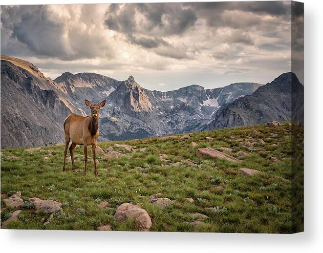 Scenics Canvas Print featuring the photograph Elk In The Mountains, Rocky Mountain by Michael Riffle