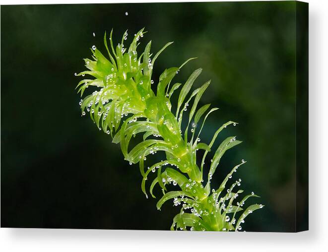 Anacharis Canvas Print featuring the photograph Elodea Photosynthesis by Martin Shields