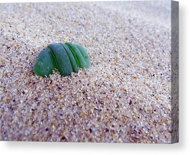 Janice Drew Canvas Print featuring the photograph Emerald by Janice Drew