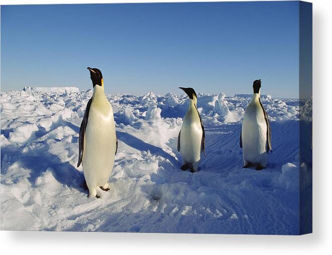 Feb0514 Canvas Print featuring the photograph Emperor Penguin Trio On Ice Field by Konrad Wothe