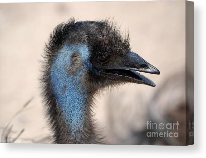 Emu Canvas Print featuring the photograph Emu by DejaVu Designs