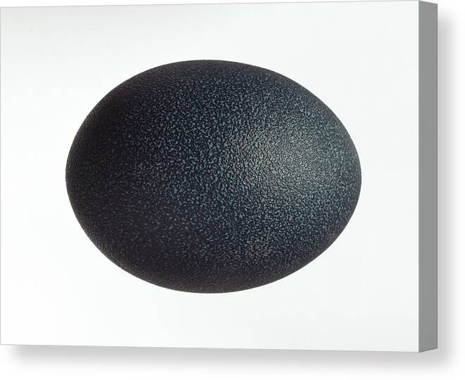 Nature Canvas Print featuring the photograph Emu Egg by Natural History Museum, London/science Photo Library