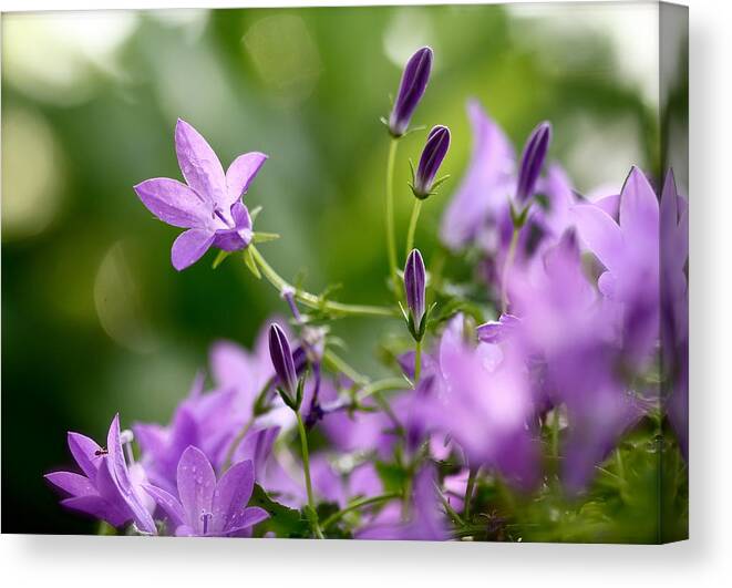 Nature Canvas Print featuring the photograph Enchanted Garden by Tracy Male