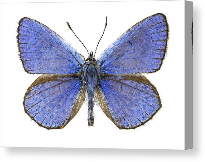 Entomology Canvas Print featuring the photograph Escher's blue butterfly by Science Photo Library