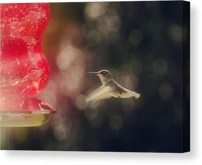 Hummingbird Canvas Print featuring the photograph Etherial by Heather Applegate