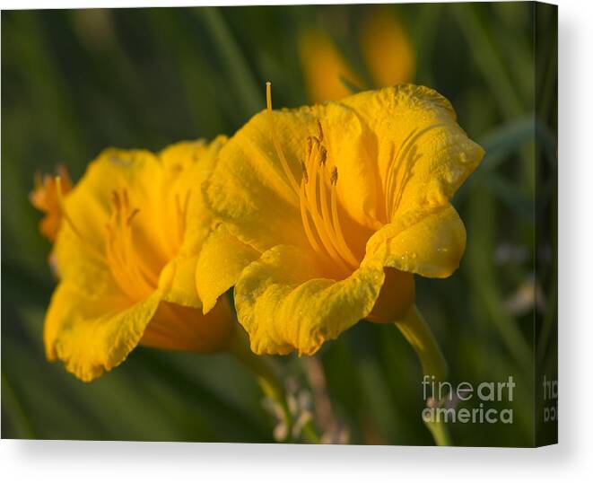 Lilly Canvas Print featuring the photograph Evening Duet by Dan Hefle