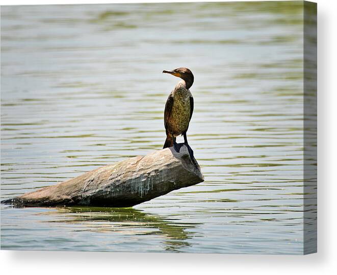 Frigatebird Canvas Print featuring the photograph Experience Nature in Estero San Jose by Alexandra Till