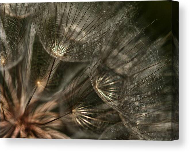 Dandelion Canvas Print featuring the photograph Explosion by Betty Depee