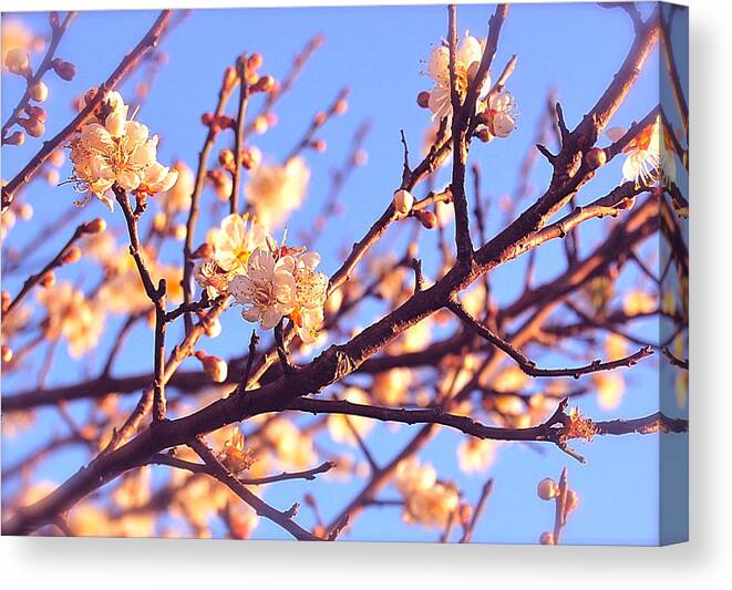 Cherry Blossoms Canvas Print featuring the photograph Exquisite by HweeYen Ong