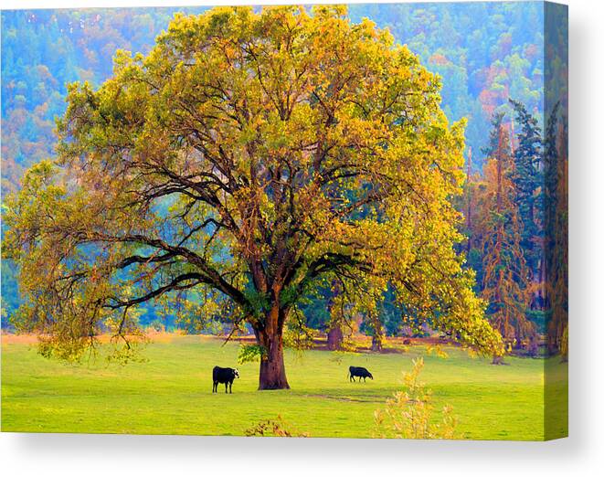 Pastoral Canvas Print featuring the photograph Fall Tree with Two Cows by Michele Avanti