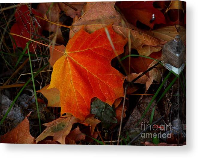 Pipping Canvas Print featuring the photograph Fallen by Patrick Witz