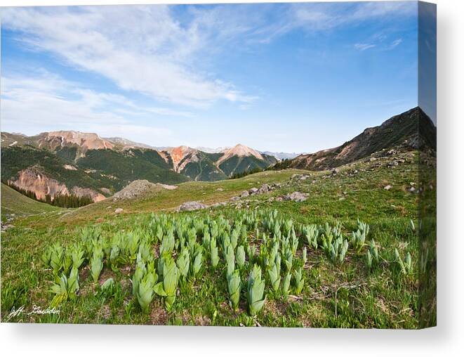 Barren Canvas Print featuring the photograph False Hellebore in the Evening Light by Jeff Goulden