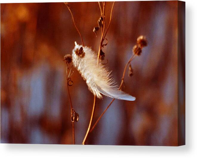 Feather Canvas Print featuring the digital art Feather in the Wind by R Thomas Brass