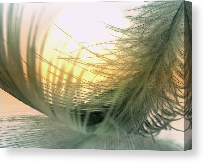 Outdoors Canvas Print featuring the photograph Feather With Sunset by Martin Hardman