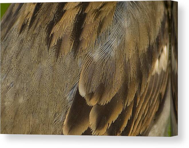 Feather Canvas Print featuring the photograph Feathered Abstract by Sarah McKoy